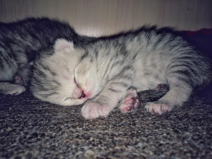 cat