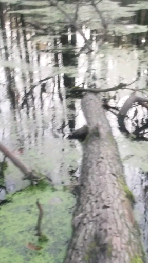 pure nature