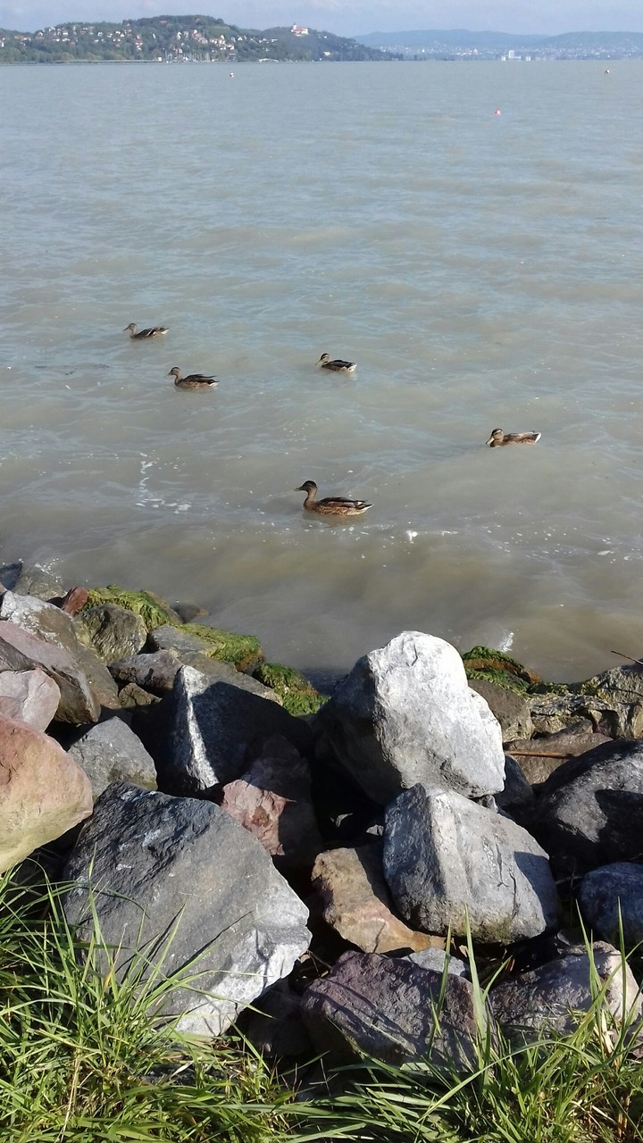 duck