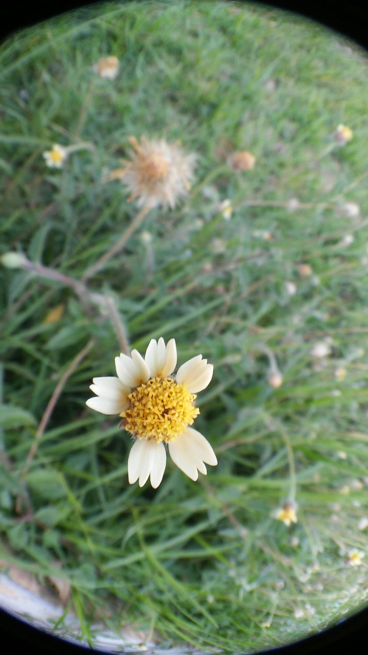 flor