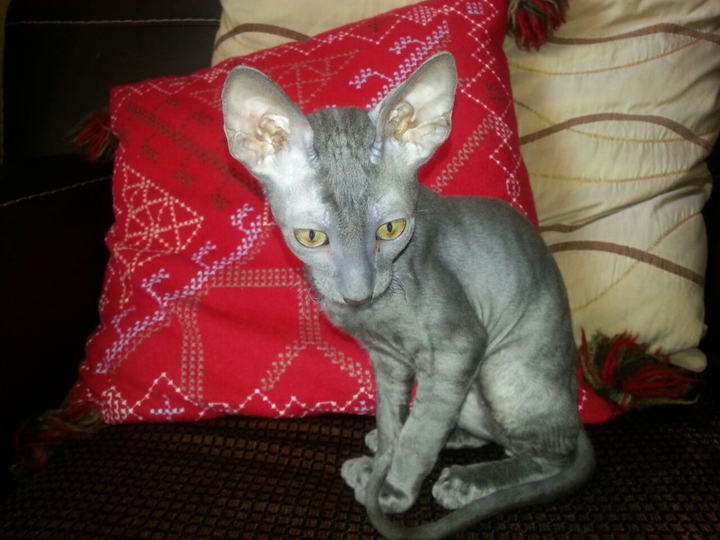 my kitten