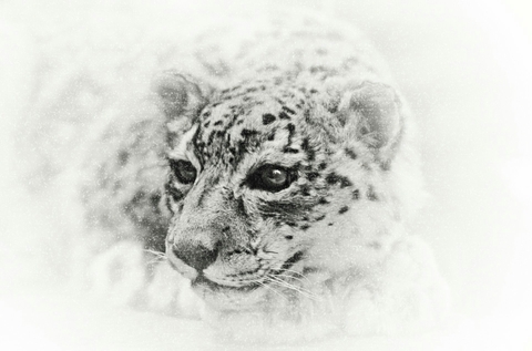 Tiger_Pictures