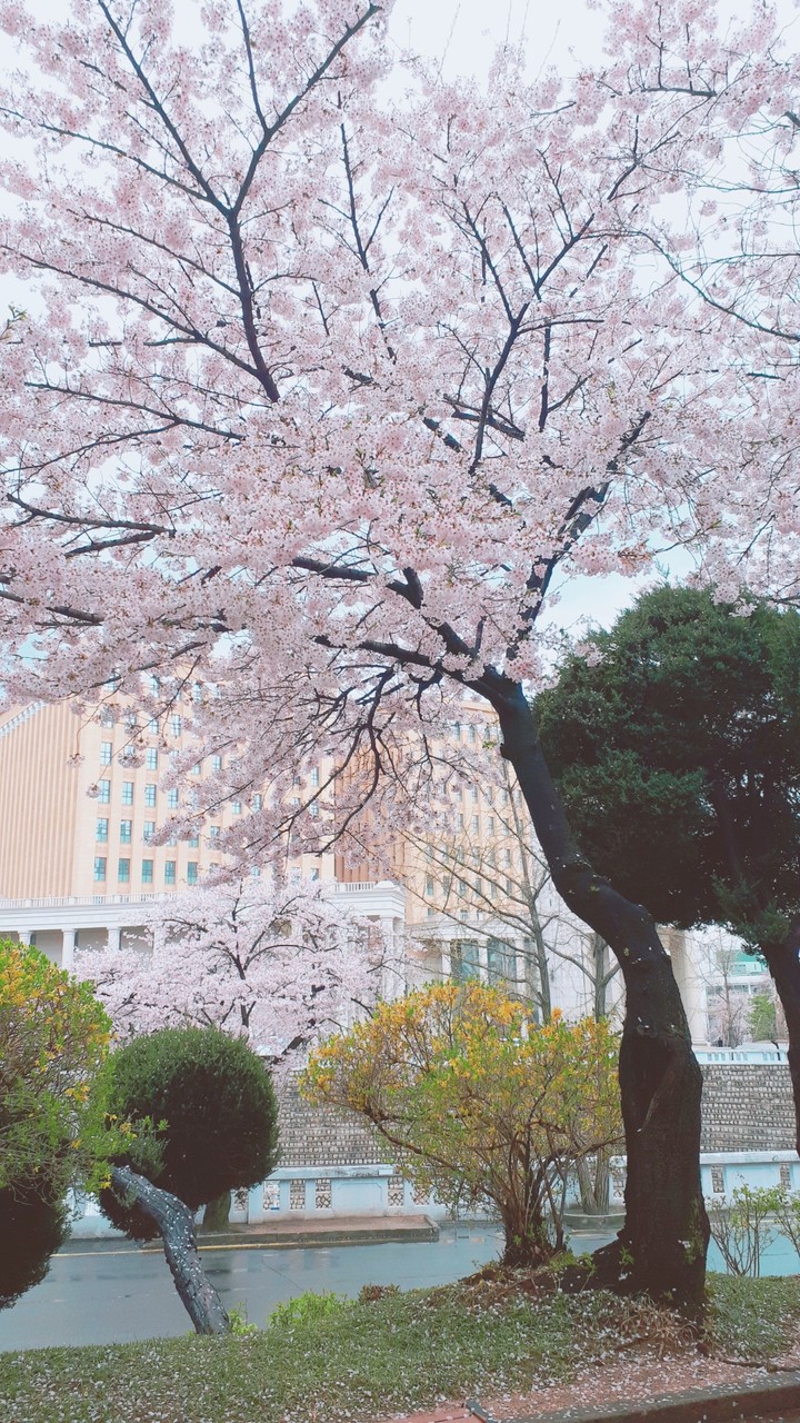 Cherry blossoms