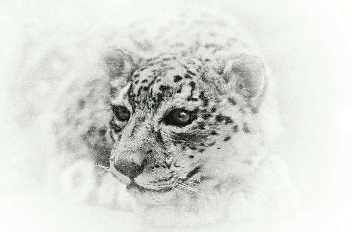Tiger_Pictures