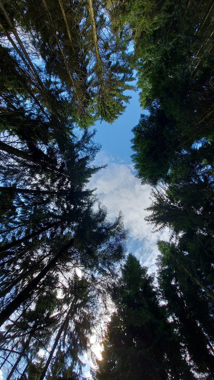 trees