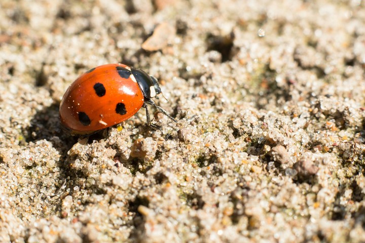 ladybird