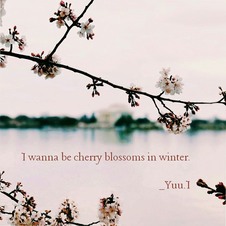 lovely cherry blossom