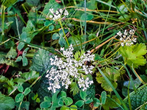 White flower