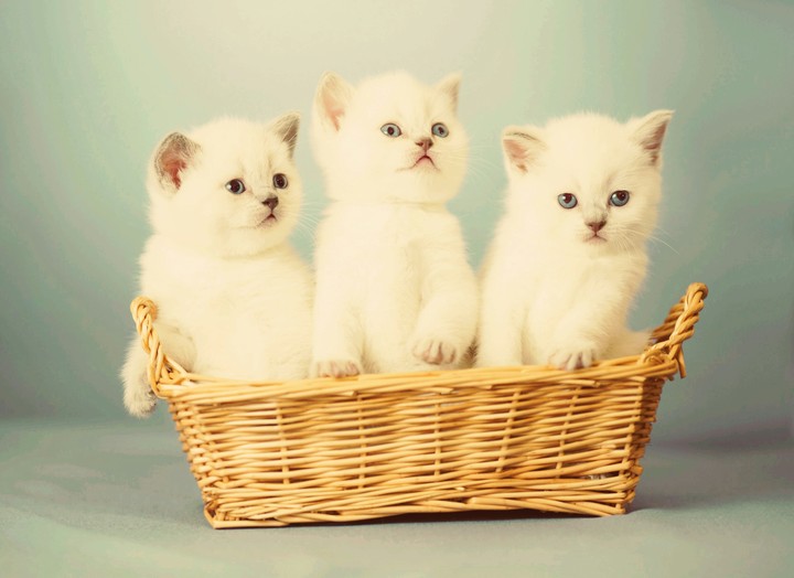 Katzen