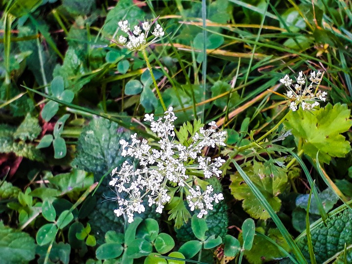 White flower