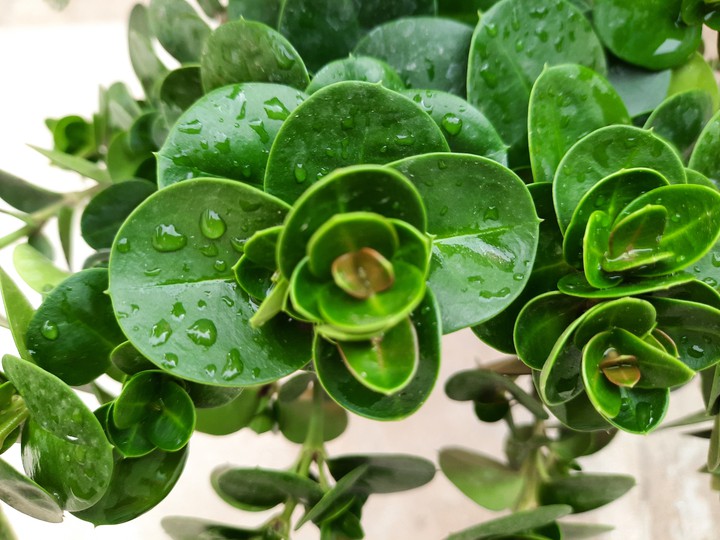 Greenery