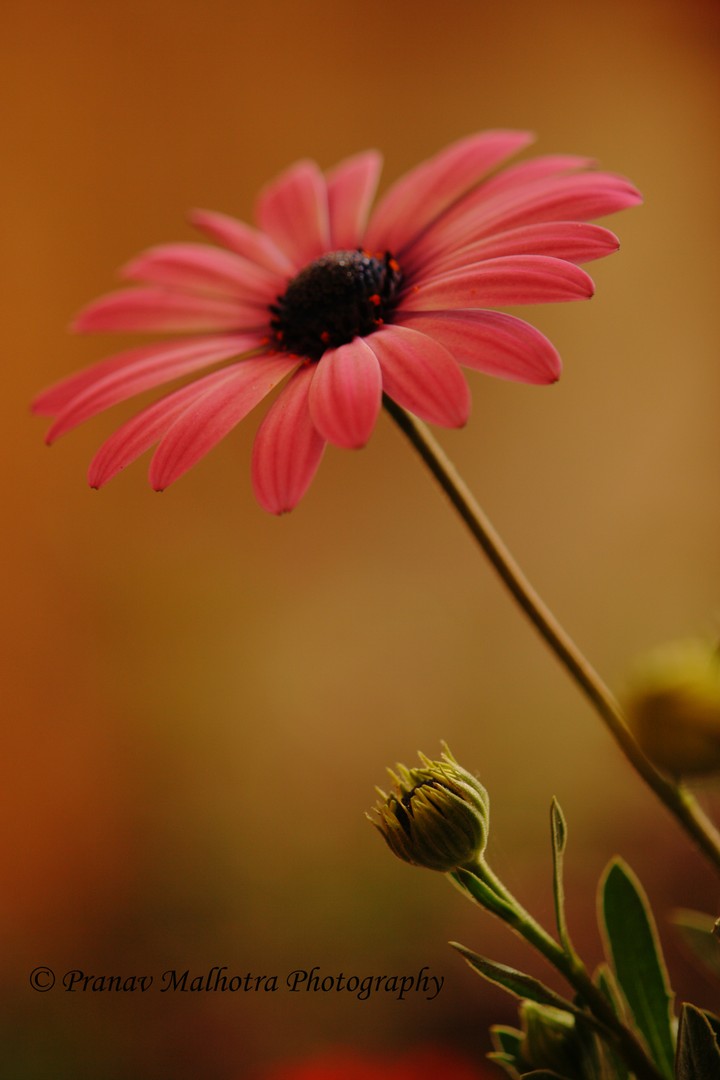 Good Morning :)