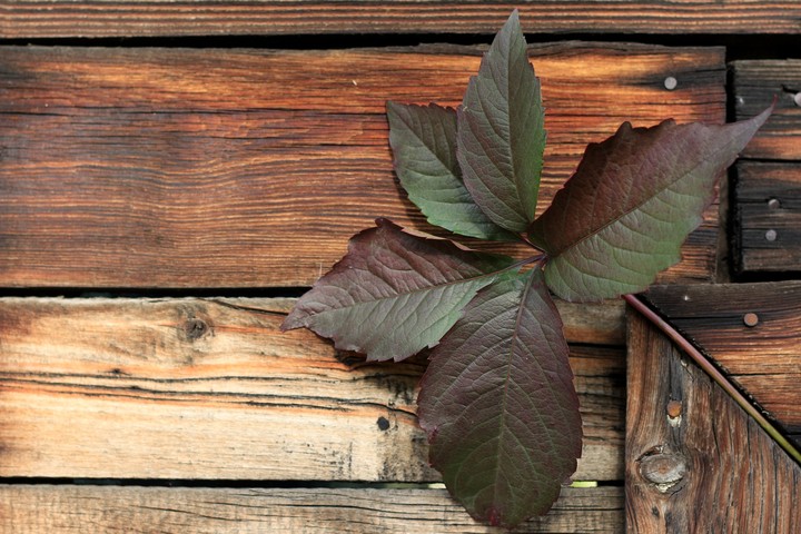 leaves