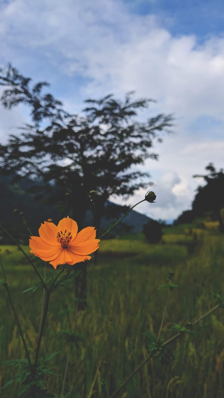 Orange Boom