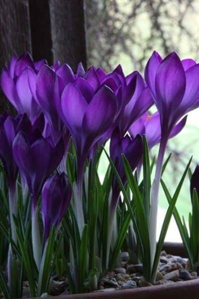 spring