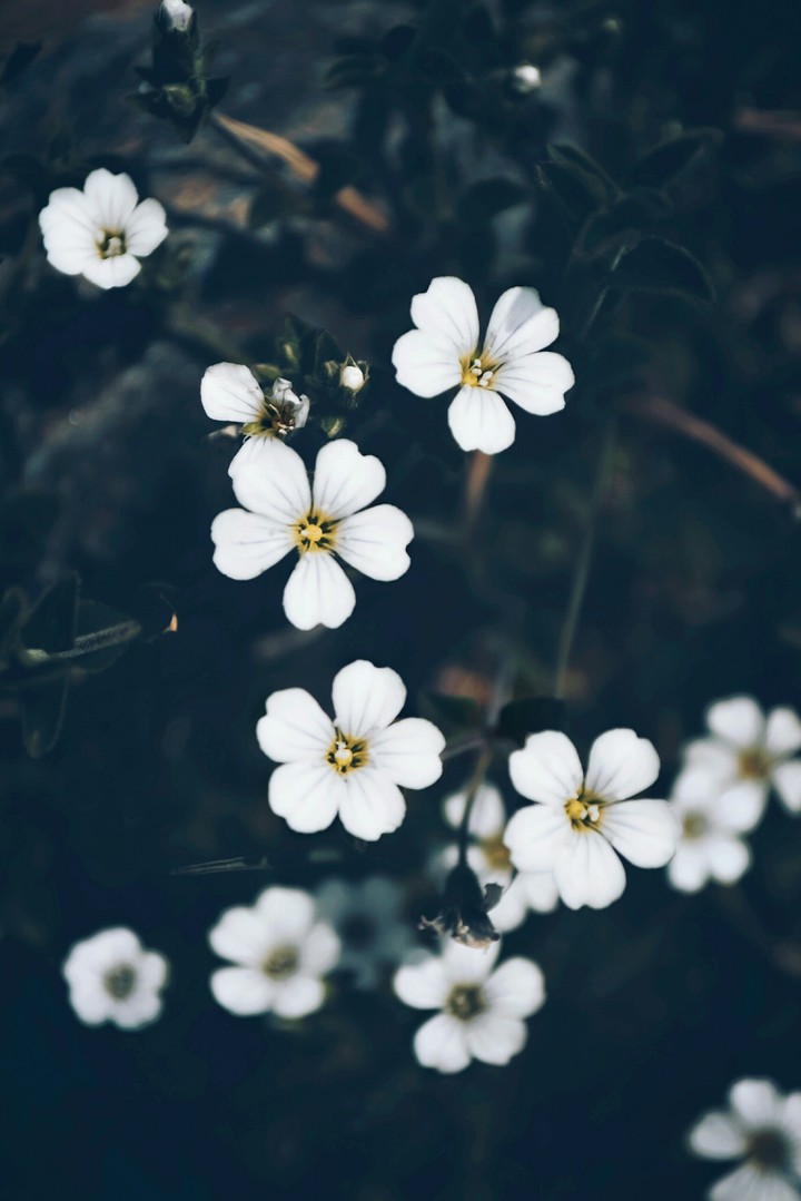flowers