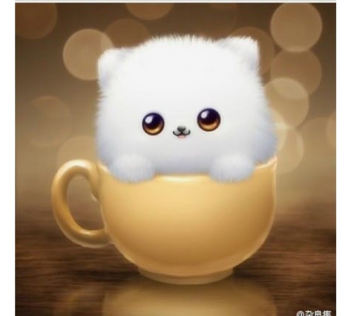 cute kitty