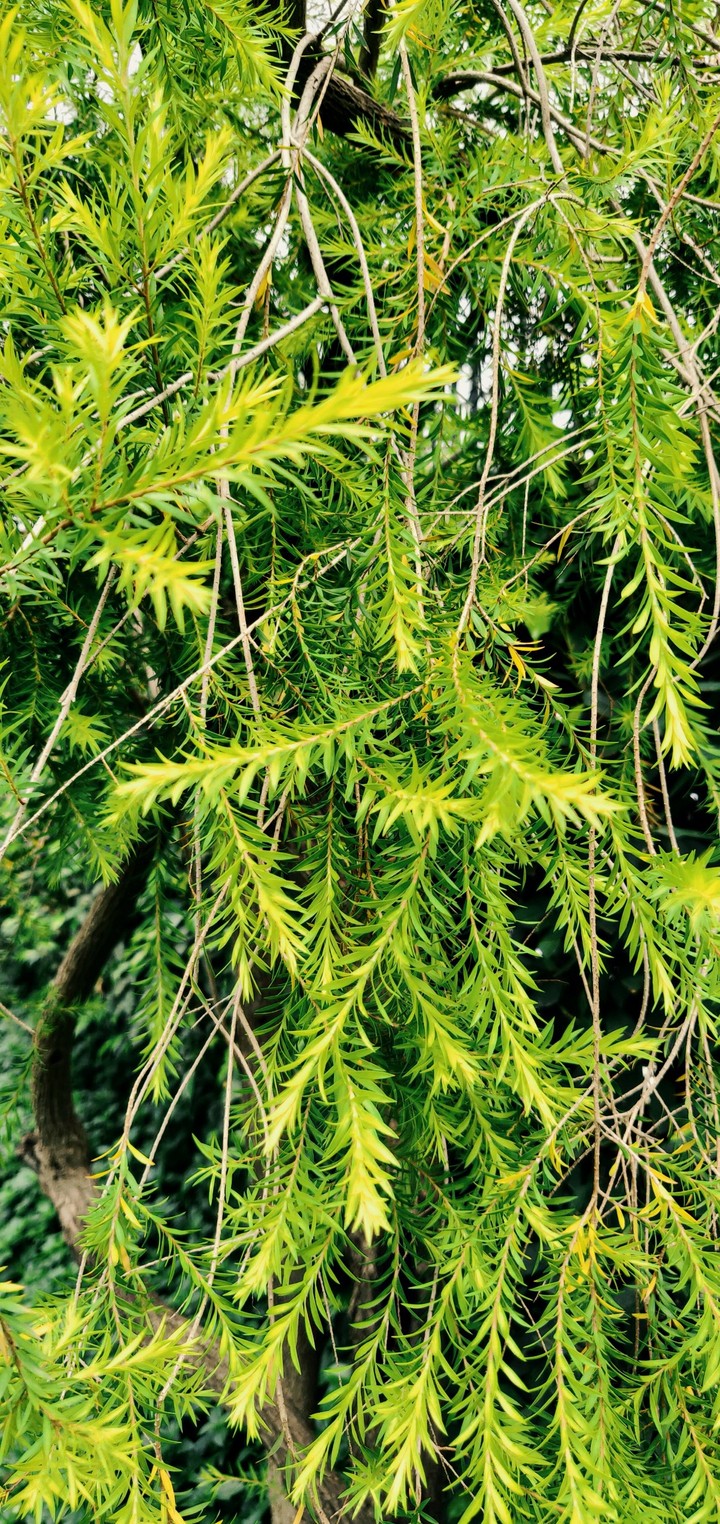 #greenery