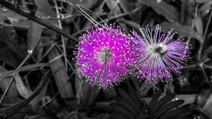 purple
