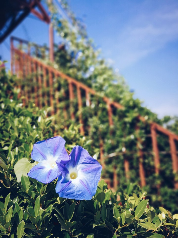 Morning Glory