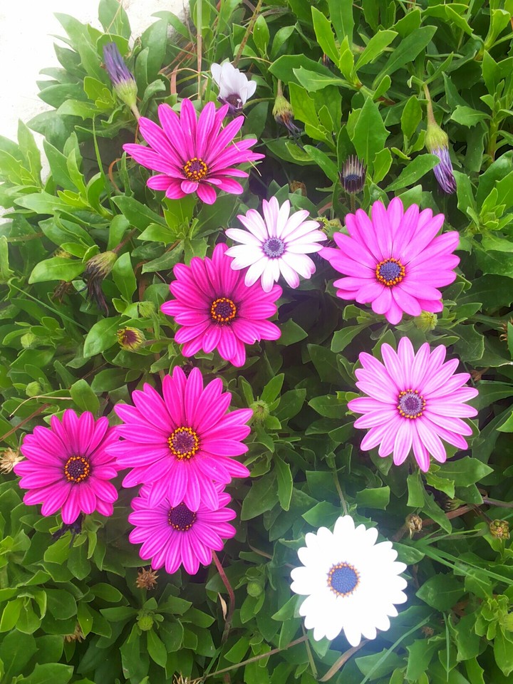 flores silvestres