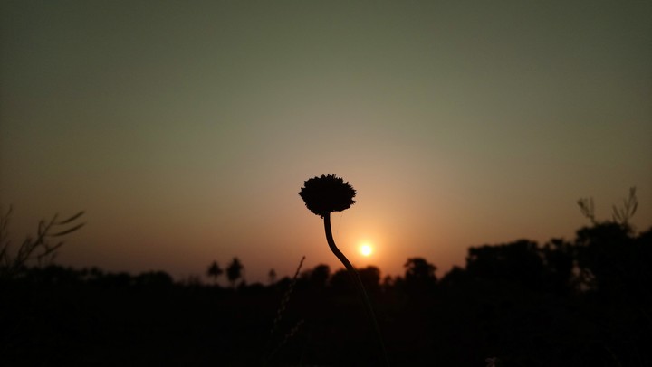 small flower