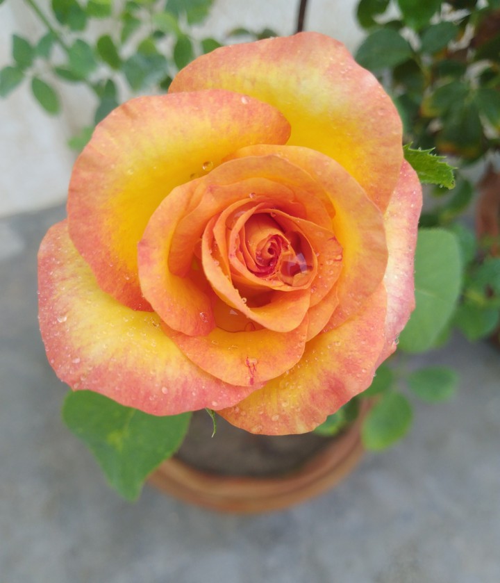 #rose_petals