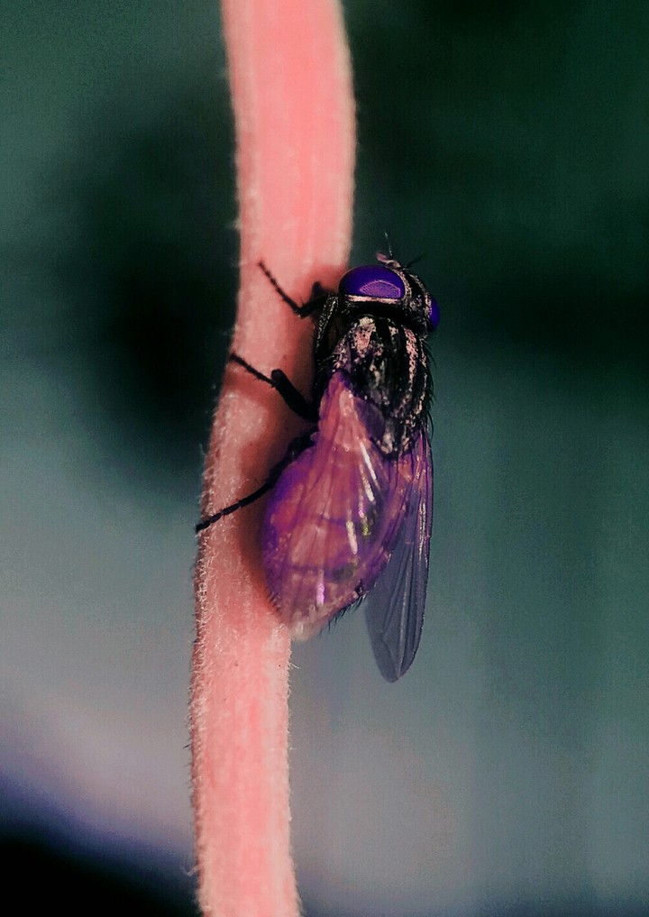 fly