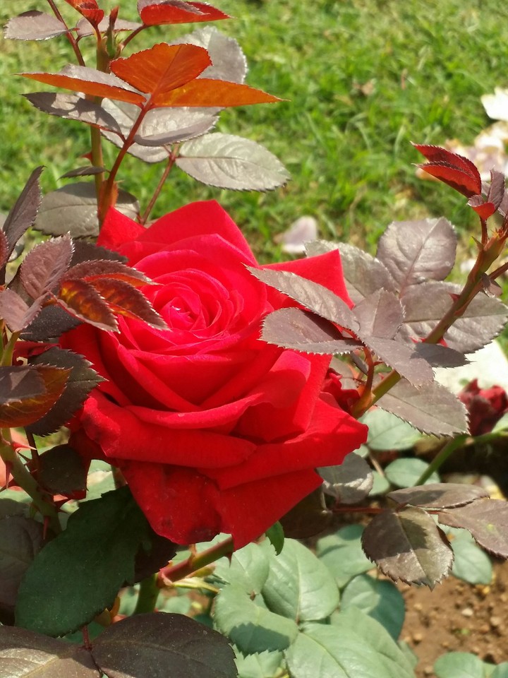 Rose