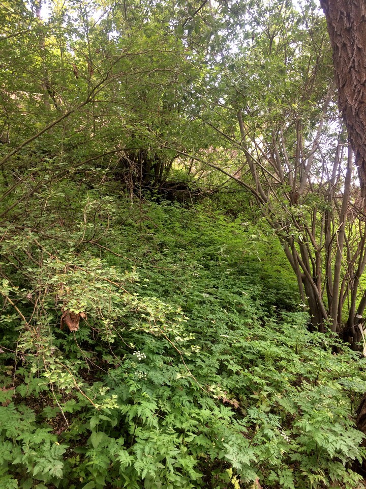 nature
