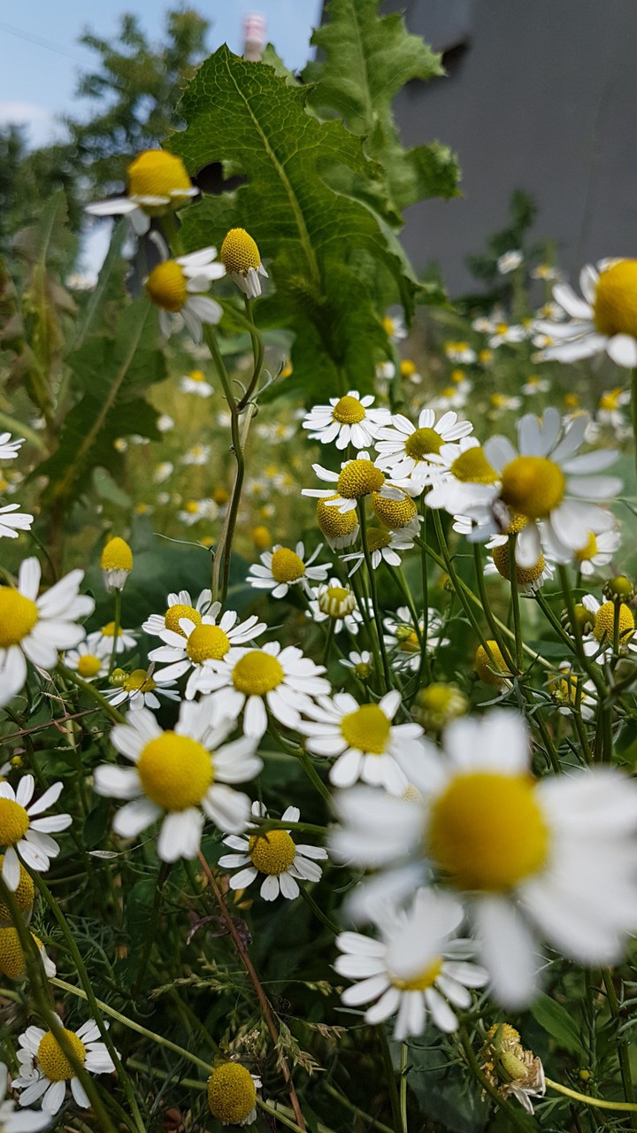 chamomile