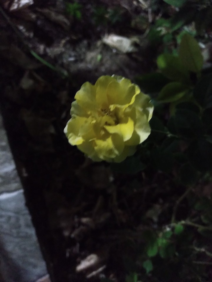flower