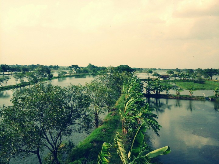 Photographing the fish pond from the top of the tree