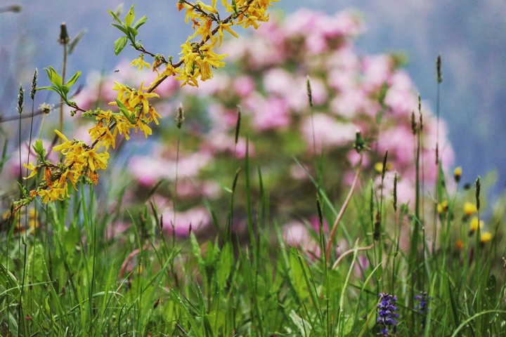 Primavera in fiore