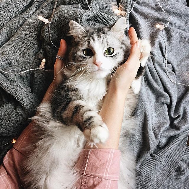 котик