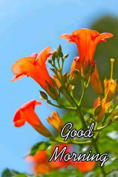 Good morning ??