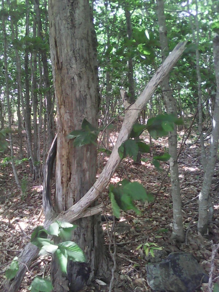 Dead Hollow Tree
