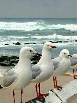 Mouettes au bord de l océan  !!!!