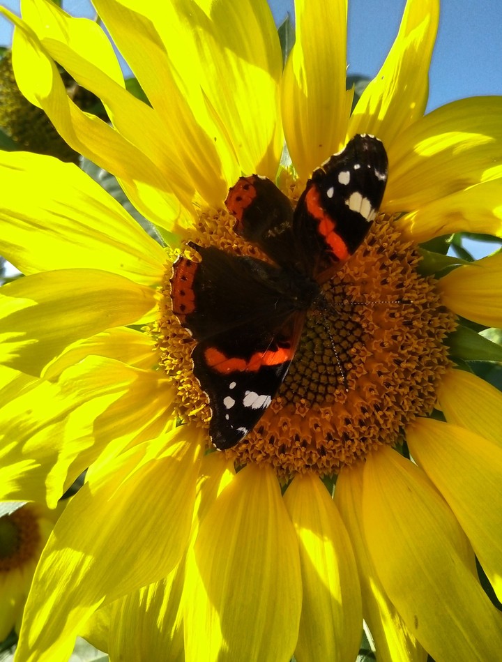butterfly