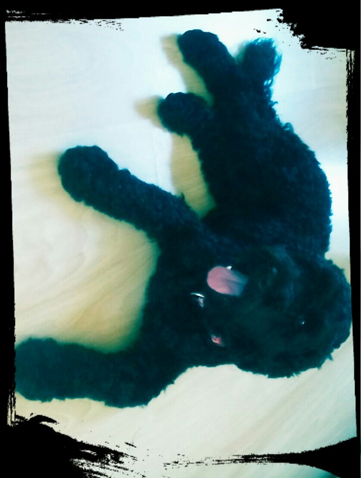 louie-dog