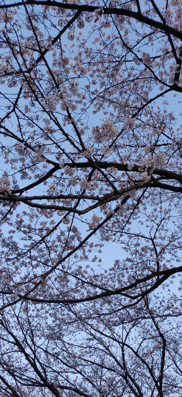 sakura branches