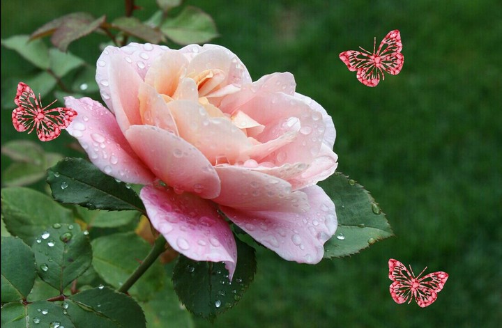 After the Rain.