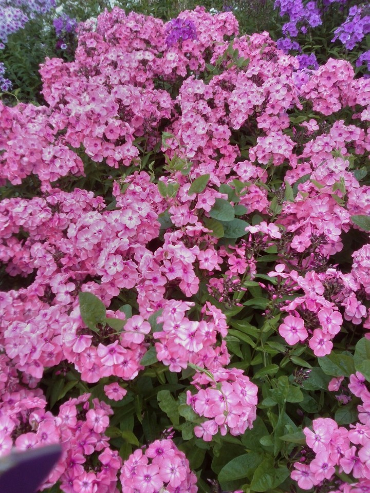 ц