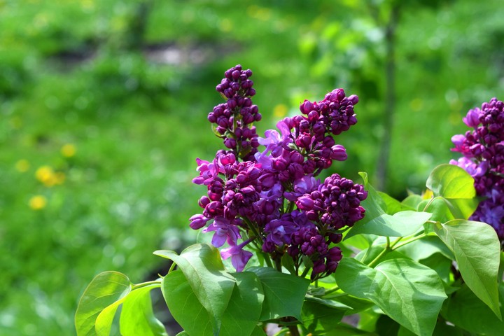 Сирень