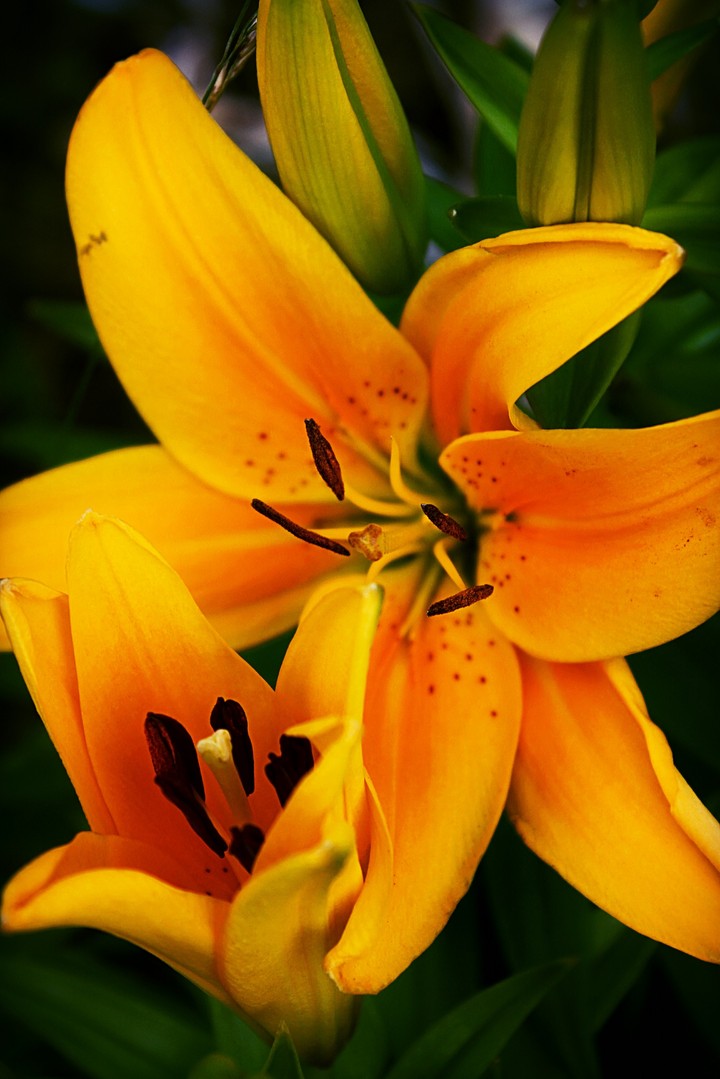 Morning star