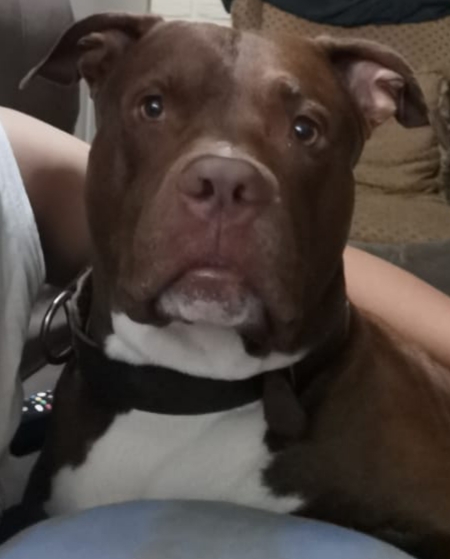 pitbull
