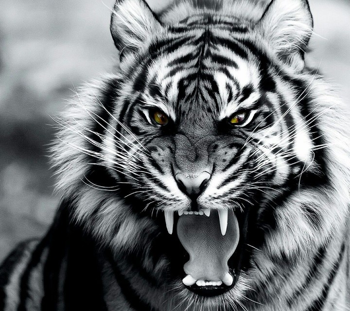 Roar of the Tiger