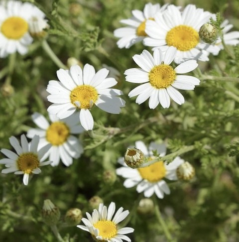 fonds d'écran feverfew, Yellow