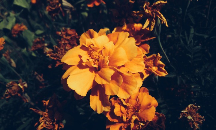 Orange flowers