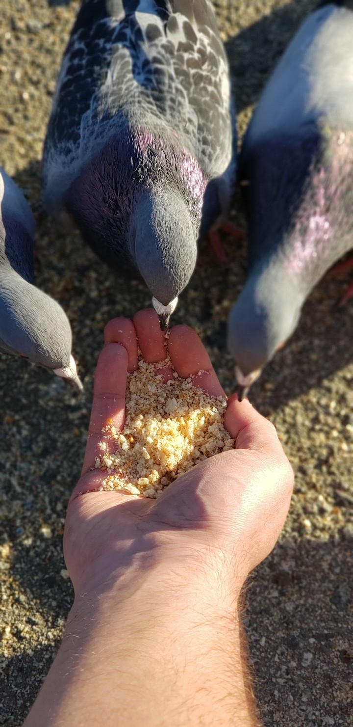 Bird Feeding